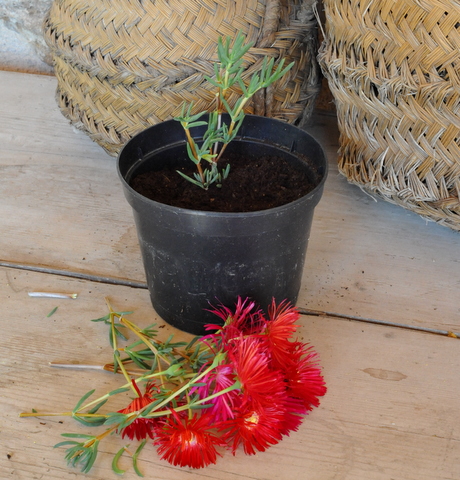 Propagating Ice plants, one of the easiest and best plants for this dry climate